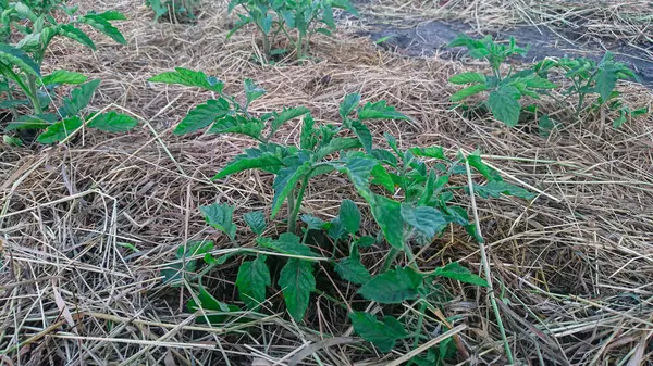 stock image The garden bed of tomato seedlings is covered with hay and straw mulch