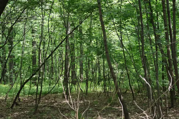 stock image Deciduous forest with thick planting of trees and grass