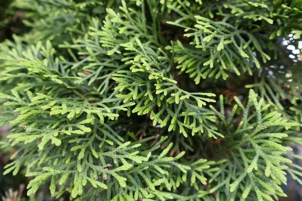 Bir eşkıyanın yeşil dalları, bir ardıç, bir selvi, bir thuja ağacı, bir selvi ağacı