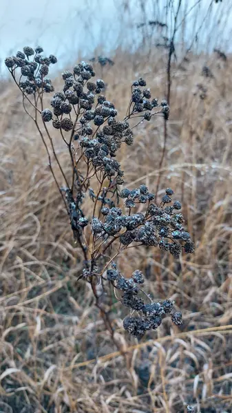 stock image Dried field grasses (achillea, tansy) in the snow