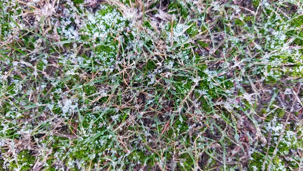 stock image The first snow on the green lawn