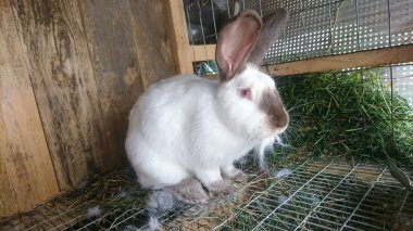 A white rabbit with black ears and a black nose sits in a cage on a farm clipart