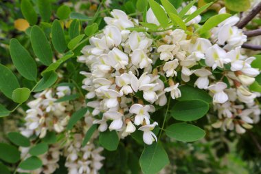 Beyaz akasya çiçeğinin yakın çekimi