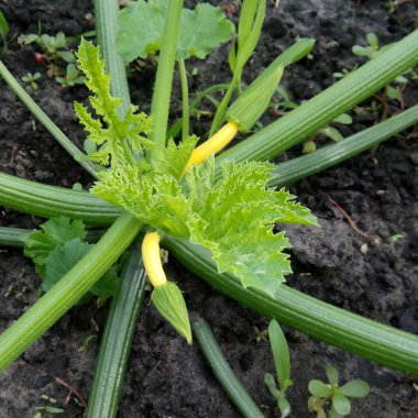 Bahçede sarı bir kabak filizi yetişiyor..