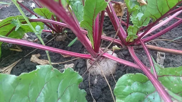 stock image Beets with leaves grow in the ground