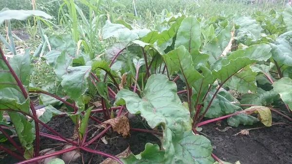 stock image Beets with leaves grow in the ground