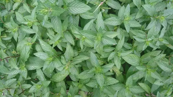 stock image Mint or lemon balm with green leaves