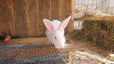 Pembe Gözlü Beyaz Tavşan Hayvan Çiftliğinde Kafesinde Oturuyor