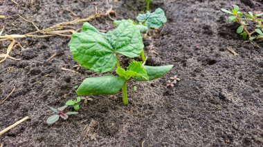 Açık Zemin Bahçesinde Salatalık Tohumları