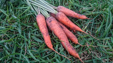 Yeşil Topaklı taze taze havuçlar.