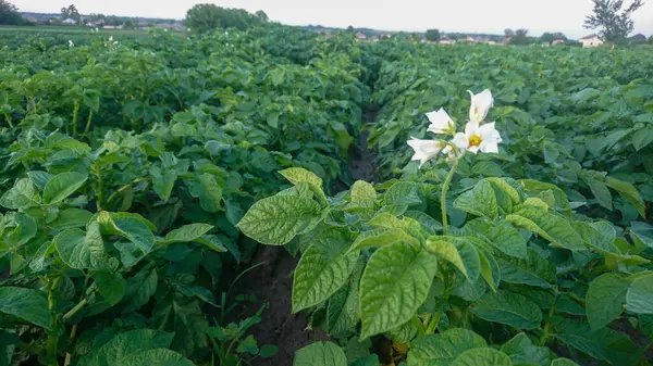 Yeşil Yapraklı ve Çiçekli Genç Patates Bitkileri Tarlası