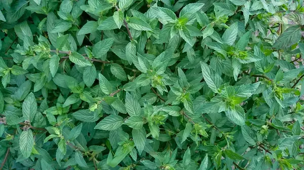 stock image Top View of Green Mint Bush in Garden