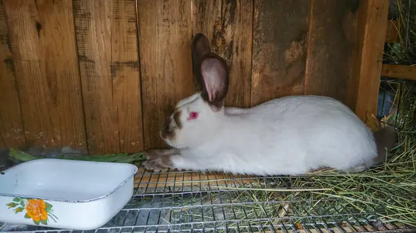 stock image White Rabbit with Black Ears and Nose Sitting in Cage on Farm