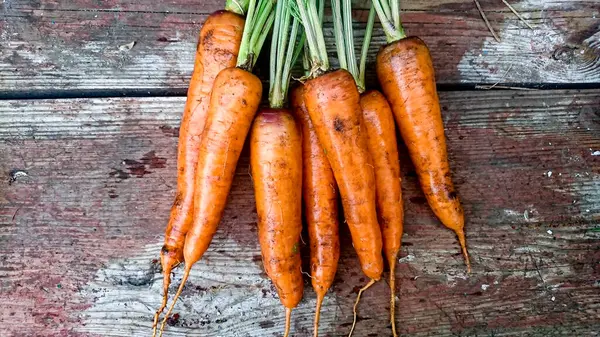 stock image Freshly Harvested Carrot Bunch with Green Tops on Rustic Wooden Surface