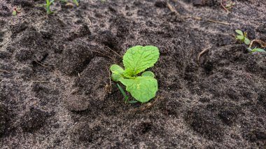 Bok Choy, Pekin lahanası Açık Zemin Bahçesinde Seedling