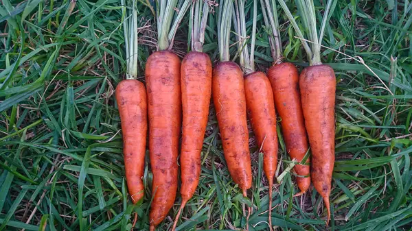 stock image Young Carrots with Green Tops Lying on Fresh Grass