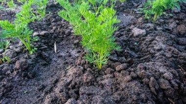 Çiftçinin Sebze Bahçesinde Yeşil Topuzlu Genç Havuç Yatağı
