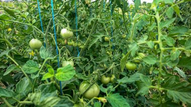  Uzun Domates Bitkilerinin Domates Kümeleriyle Yakın Çekimi