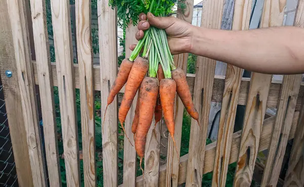 stock image Farmer Holding Bunch of Young Carrots by Green Tops Against Wooden Fence