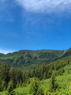 Landscape of Green Trees and Grass with Mountains Against a Clear Blue Sky clipart