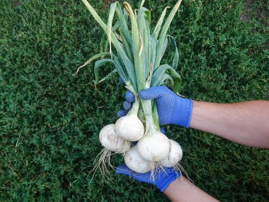 Farmer Displaying Bunch of Young White Onion with Green Tops Against Green Lawn Background clipart