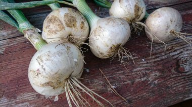 Taze Beyaz Soğan ve Yeşil Toplar Yaşlanmış Tahta bir yüzeyde