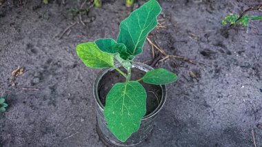 Eggplant Seedlings in a Metal Pot Against the Soil Background clipart