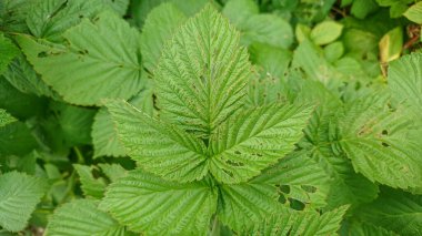 Yeşil Yapraklı Ahududu Çalıları Böcekler Tarafından Yenir