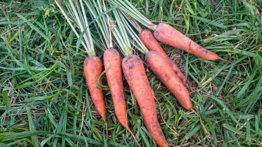 Yeşil Çimenli Taze Havuç