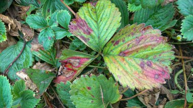 Yeşil Yapraklı Çilek Çalılıkları Bitki Hastalığından Kırmızı Lekeler