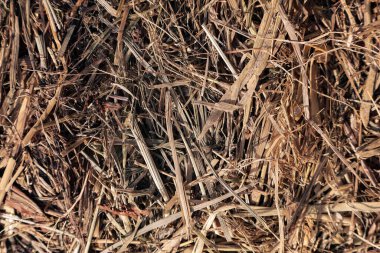 Sıkıştırılmış Saman, Hasır ve Çimenin Arkaplanı