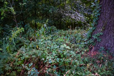 Yoğun Yeşil Yapraklar ve Ağaç Gövdesiyle Bitkin Orman Altçalılığı