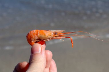 Kumsalda Taze Karides Tutarken