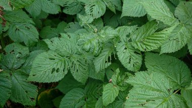 Raspberry Plant Leaves with Holes from Pests in a Garden clipart