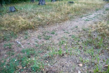 Kuru bir ormandaki toprak yolda seyrek otlar var.