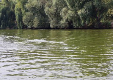 Dalgalanan Su, Lush Riverside Ağaçlarının yanında