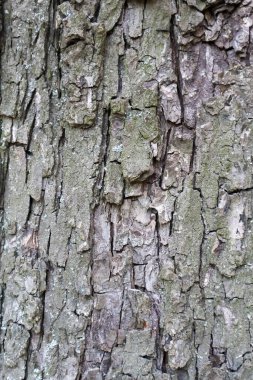 Close-up of Rough Tree Bark Texture with Natural Cracks and Moss clipart