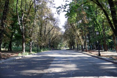 Sunlit Boş Yolu Sessiz Şehir Parkı 'ndaki Uzun Ağaçlarla çevrili
