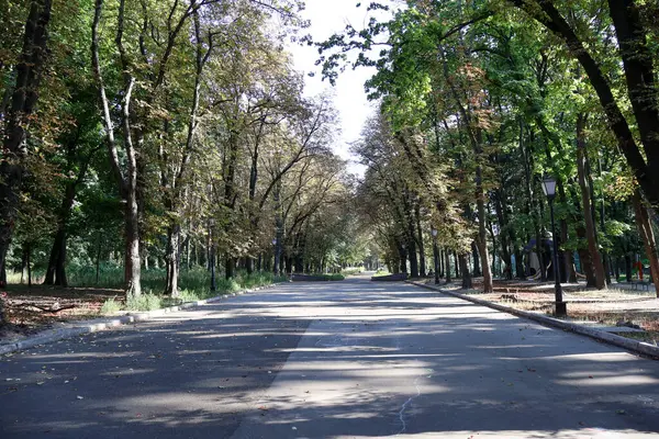 Sunlit Boş Yolu Sessiz Şehir Parkı 'ndaki Uzun Ağaçlarla çevrili