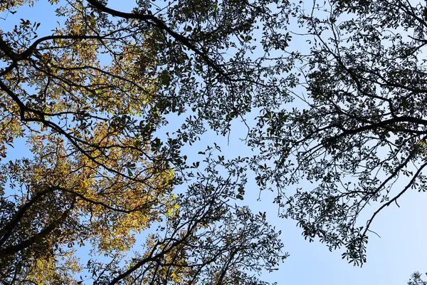 Dalları ve Yaprakları Açık Mavi Gökyüzüne Karşı Sonbahar Ağacı Tepesi