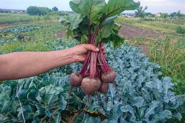 Organik tarım alanından toplanmış taze pancar kökleri.