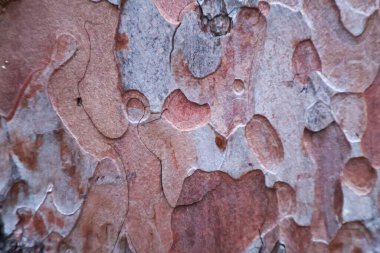 Close-Up of Textured Pine Tree Bark with Natural Patterns clipart