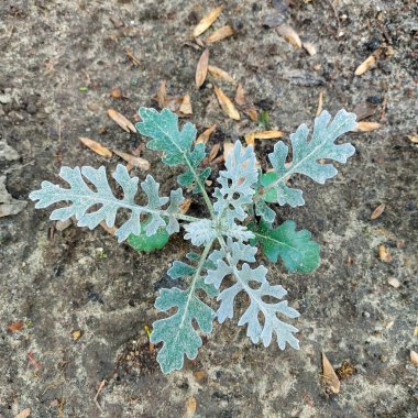 Dusty Miller Plant with Silvery, Frosted Leaves in Garden Soil clipart