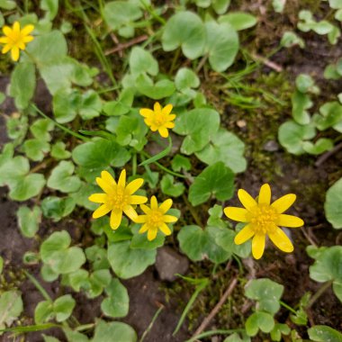 Cluster of Bright Yellow Wildflowers in Green Leafy Ground Cover clipart