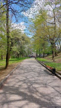 Bankları ve bereketli bahar ağaçlarıyla dolu Paved Park Yolu