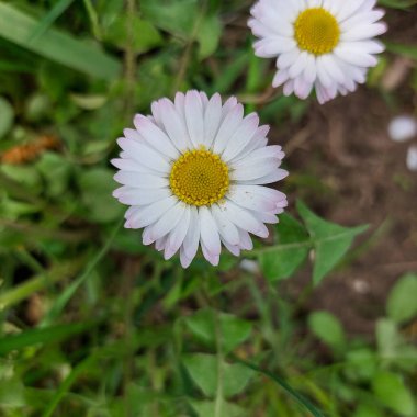 Beyaz bir Bellis Perennis (İngiliz Daisy) çiçeğinin yüksek çözünürlüklü yakın çekimi, açık sarı bir merkez, yemyeşil bahçe ortamında yakalanır. Botanik ve çiçek fotoğrafçılığı için ideal..