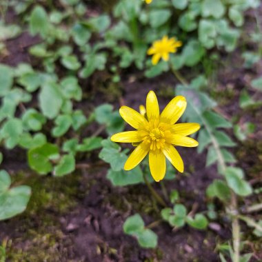 Canlı sarı bir Celandine çiçeğinin (Ficaria verna), nemli bir orman zemininde yeşil yapraklarla çevrelenmiş, canlı bir görüntüsü..