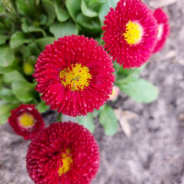 Bir bahar bahçesinde parlak sarı merkezleri olan canlı kırmızı İngiliz papatyalarının (Bellis perennis) yakın görüntüsü. Yaprakların detaylı dokusu bulanık arka planda göze çarpıyor..