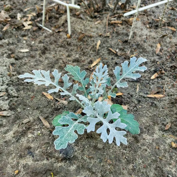 Genç bir Dusty Miller (Jacobaea maritima) bitkisinin detaylı çekimleri, özgün gümüşümsü beyaz yapraklarını doğal toprak arka planına karşı sergiliyor, bahçe düzenleme ve süsleme için ideal..