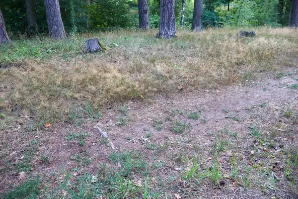 Kuru çimenler, yeşil alanlar ve ağaç kütükleri ile kaplı bir orman zemininin yakın görüntüsü, doğal bir kırsal manzara oluşturur..